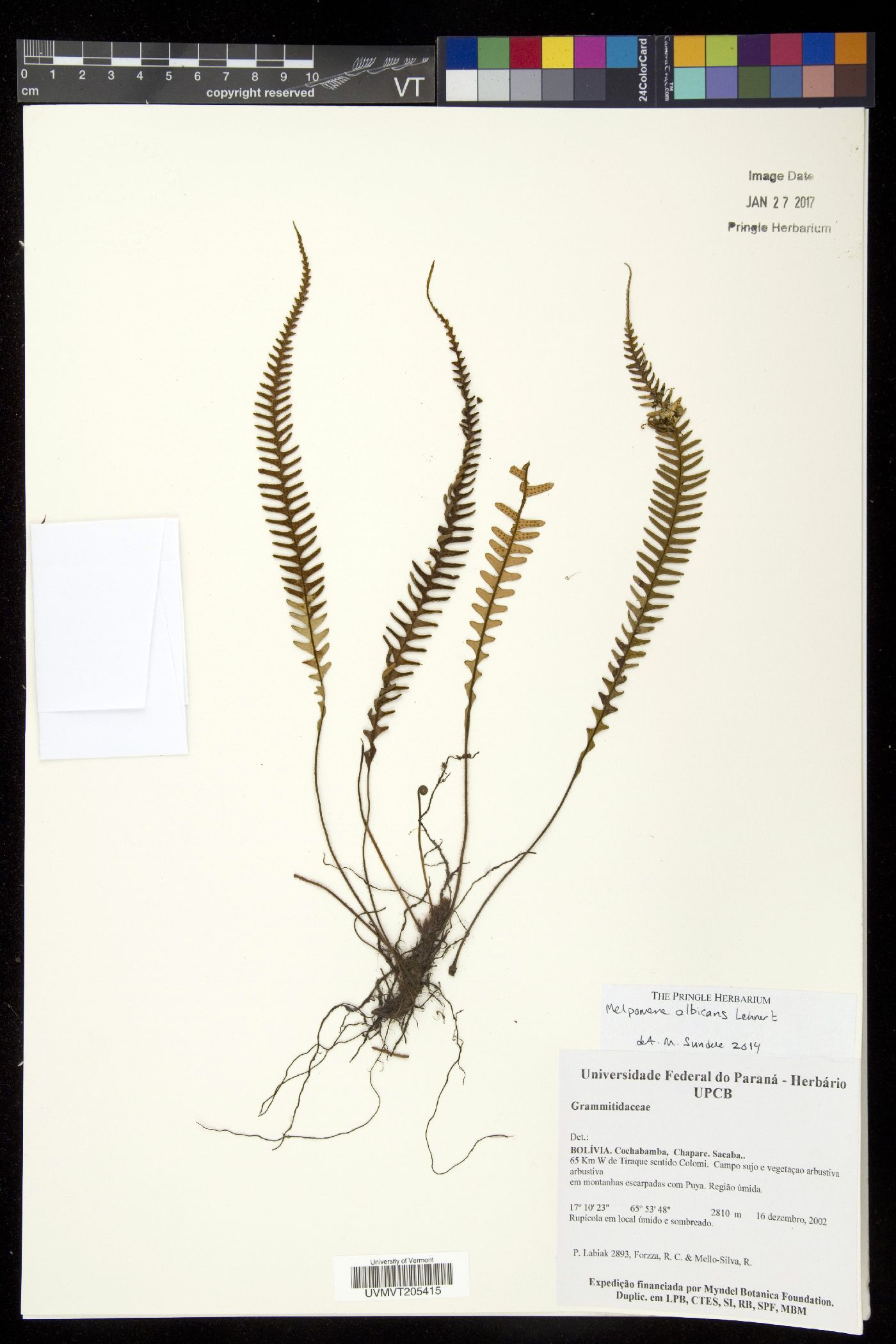 Melpomene albicans image