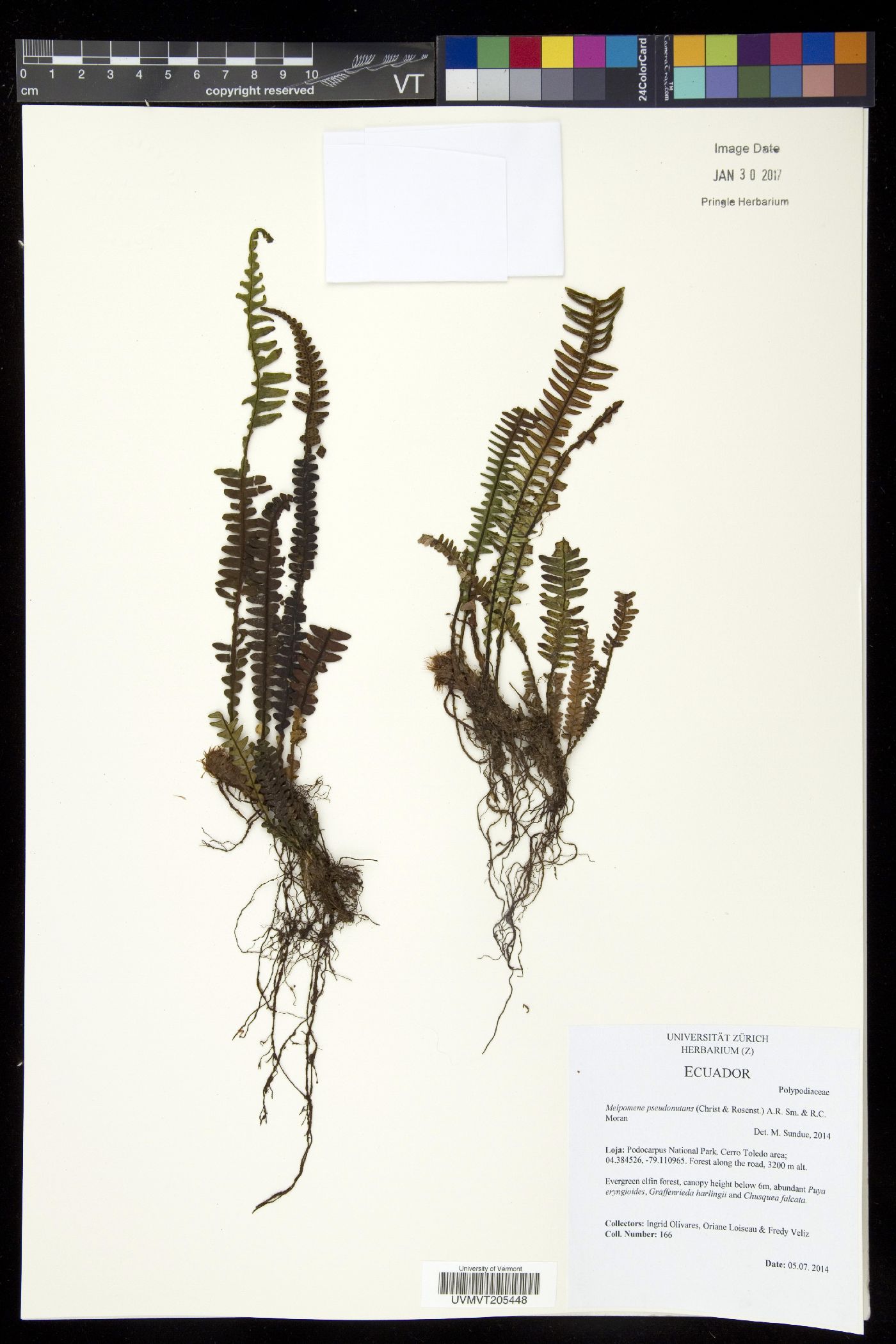 Melpomene pseudonutans image