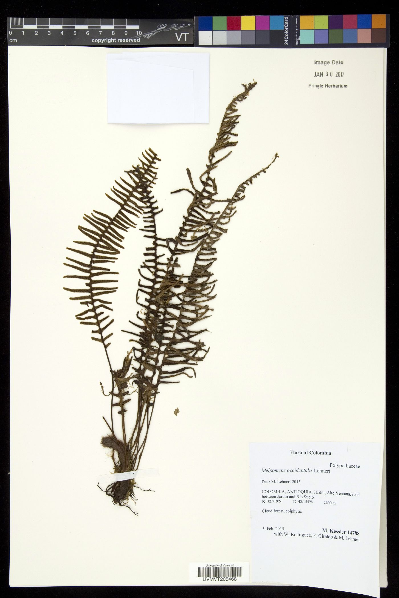 Melpomene occidentalis image