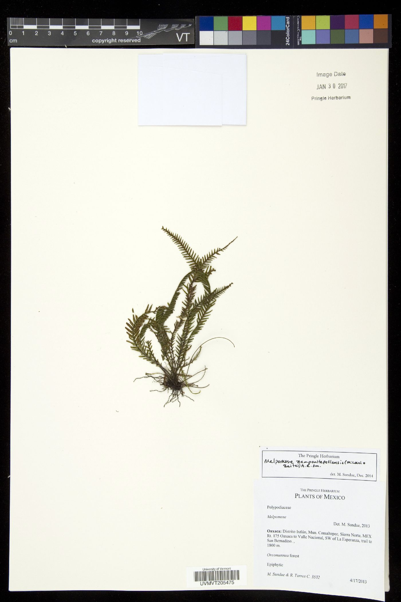 Melpomene zempoaltepetlensis image