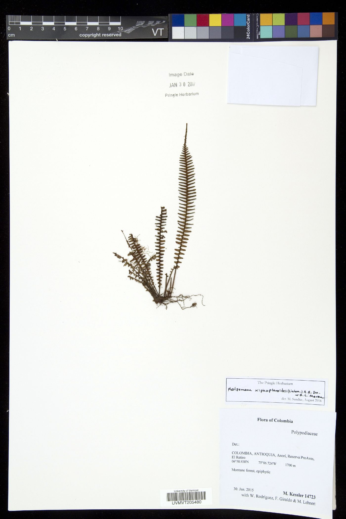 Melpomene xiphopteroides image