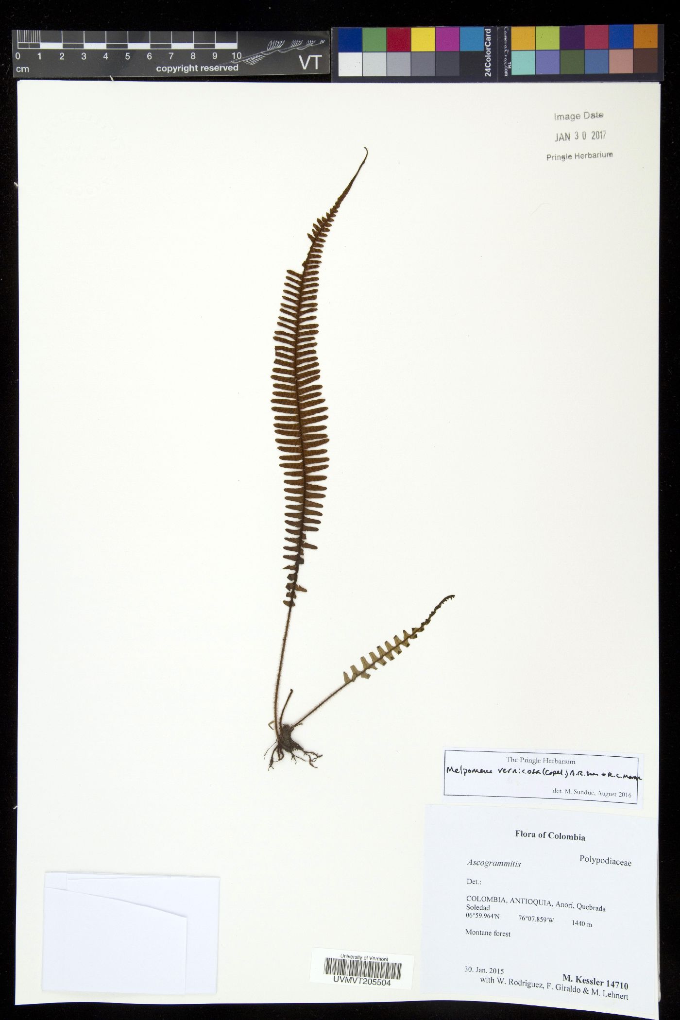 Melpomene vernicosa image