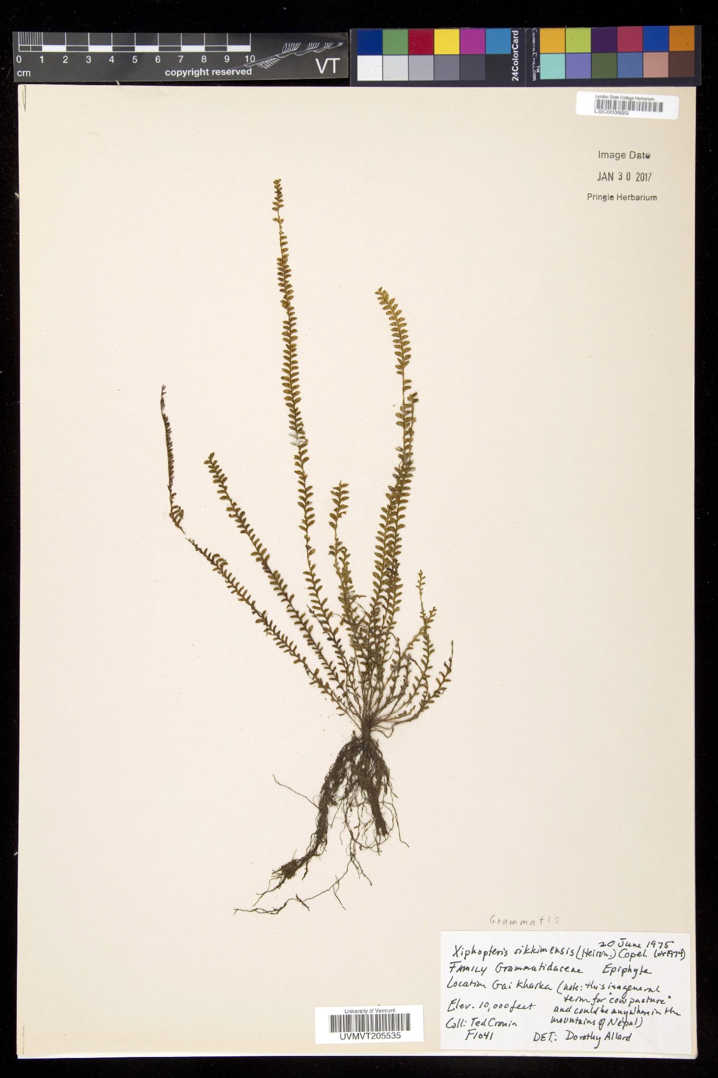 Micropolypodium image