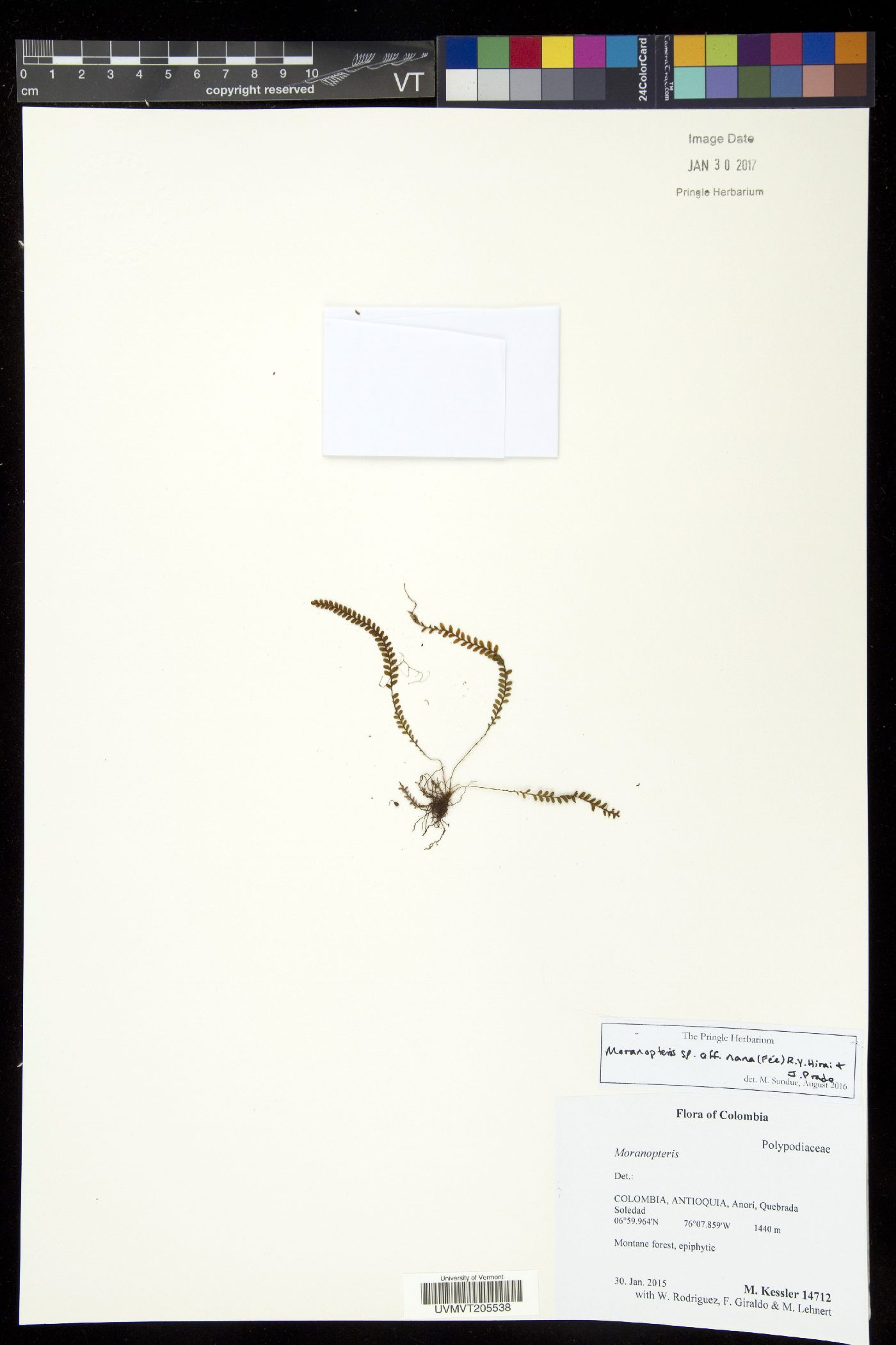 Moranopteris nana image