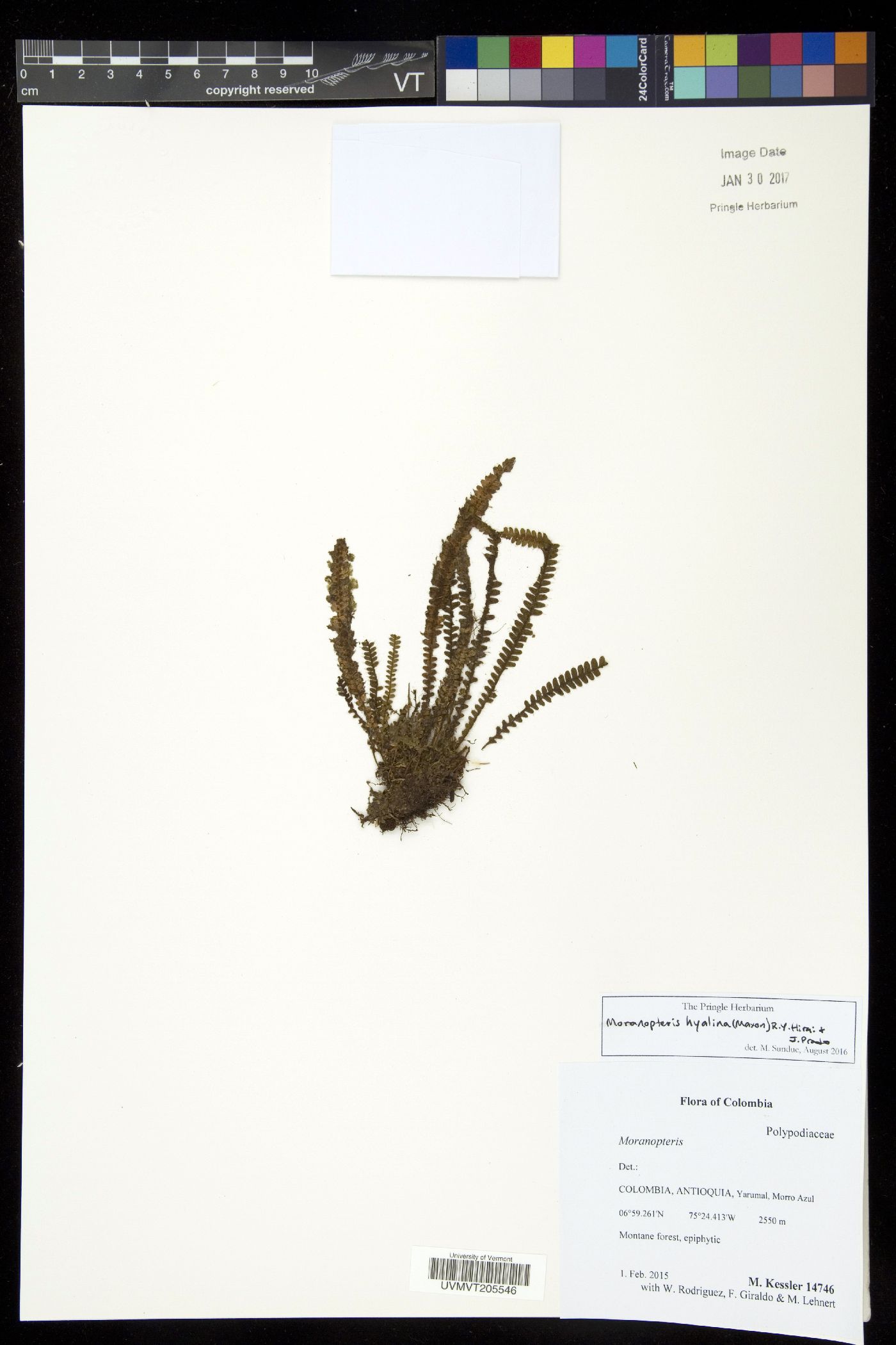 Moranopteris hyalina image