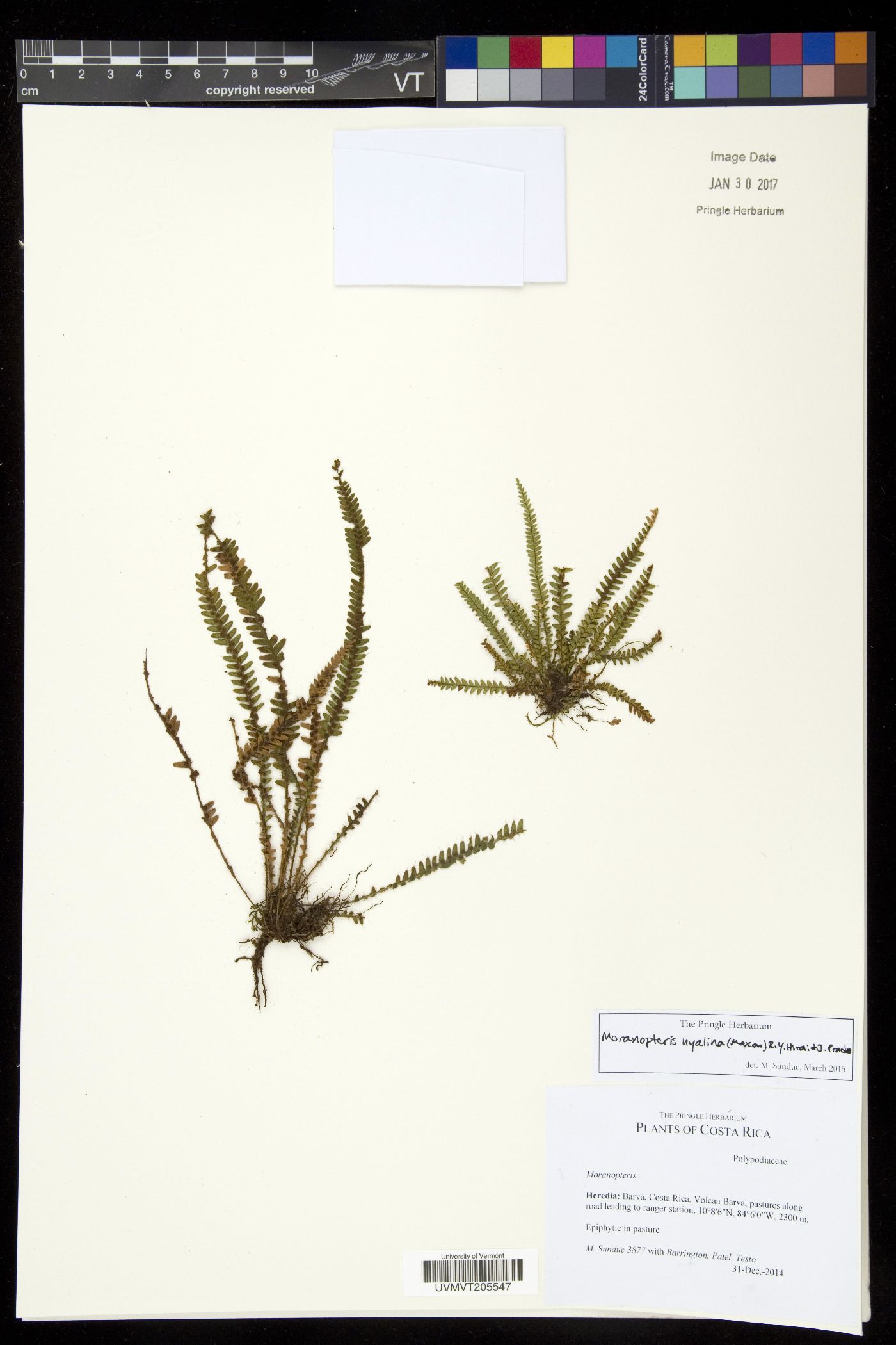 Moranopteris hyalina image