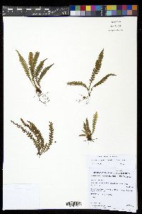 Moranopteris gradata image