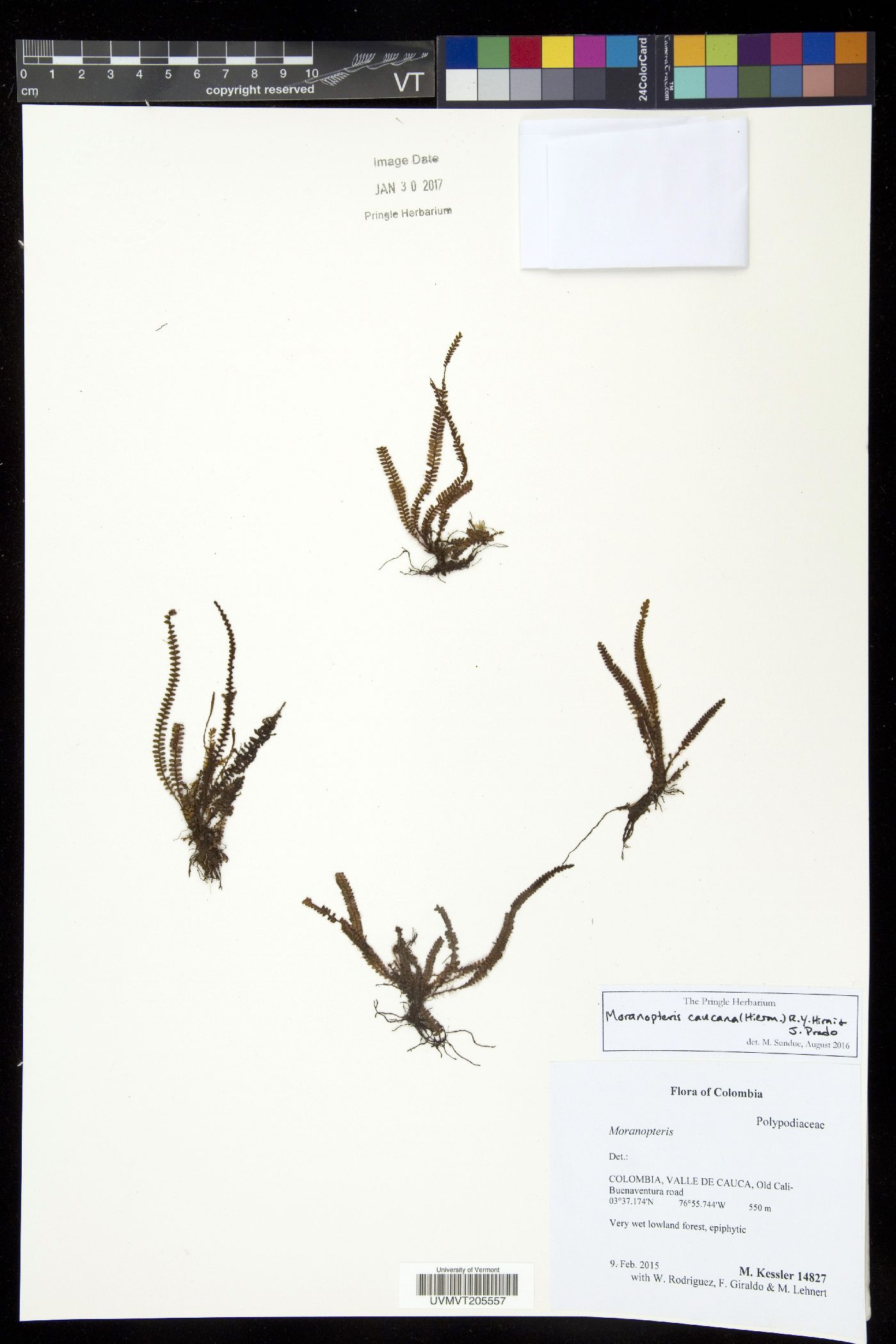 Moranopteris caucana image