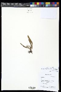 Moranopteris aphelolepis image