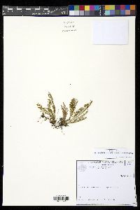 Moranopteris achilleifolia image