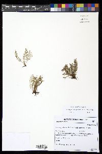 Moranopteris achilleifolia image