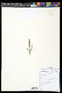 Moranopteris truncicola image