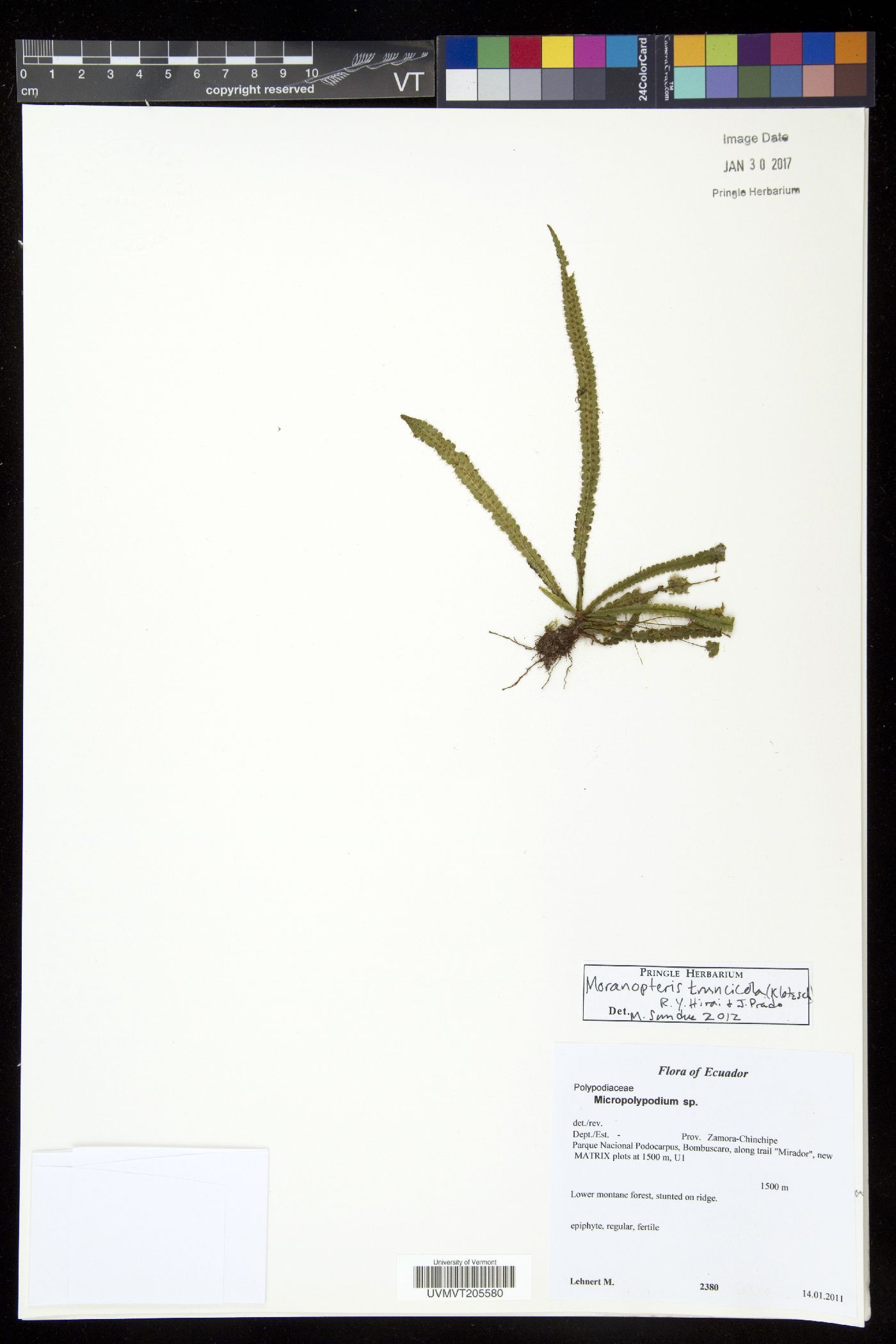 Moranopteris truncicola image