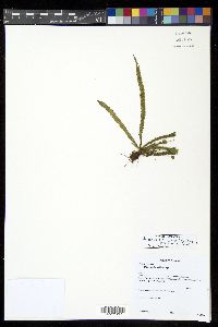 Moranopteris truncicola image