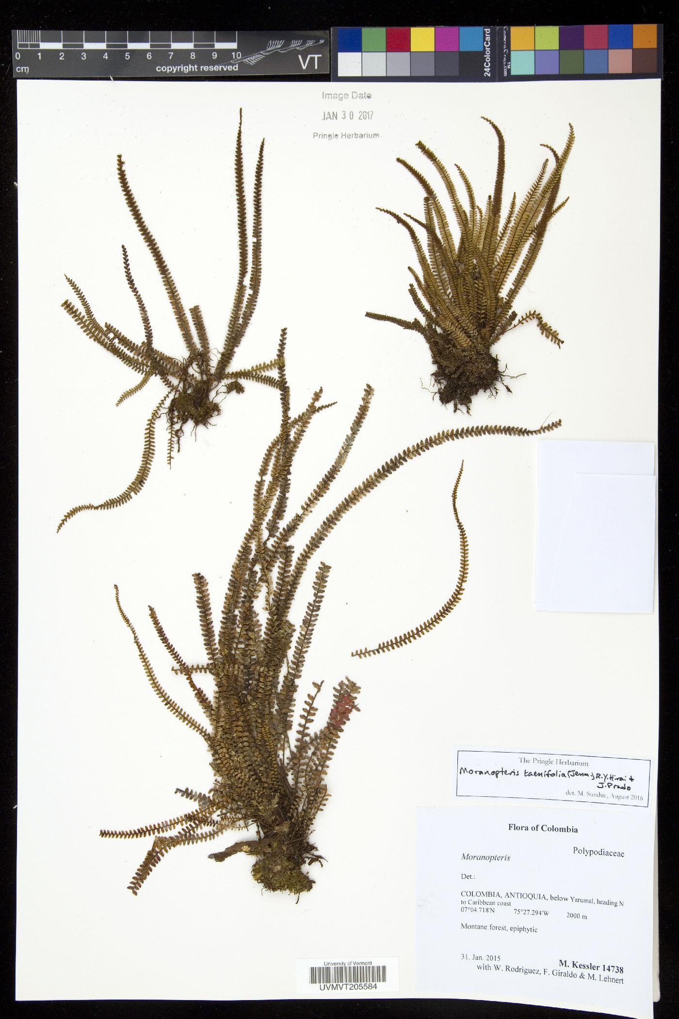 Moranopteris taenifolia image
