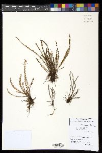 Moranopteris taenifolia image