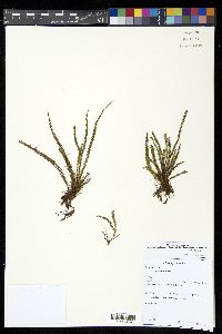 Moranopteris taenifolia image