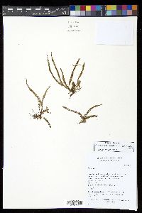 Moranopteris taenifolia image