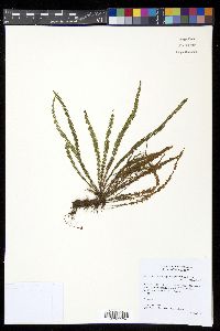 Micropolypodium taenifolium image