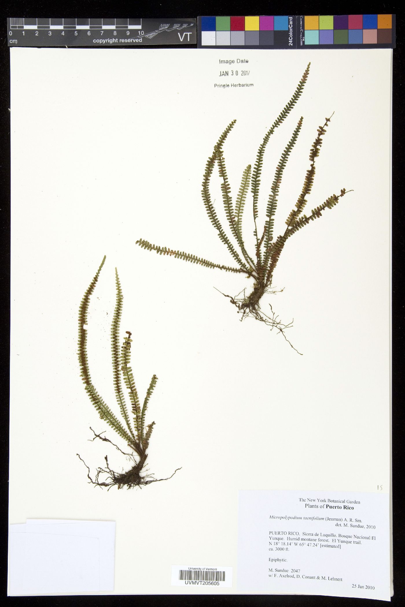 Micropolypodium taenifolium image
