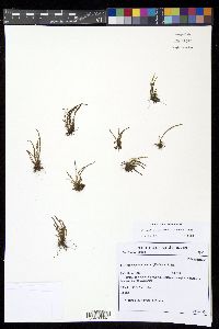 Moranopteris setosa image