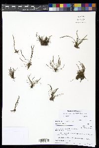 Moranopteris setosa image