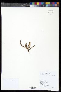 Moranopteris plicata image