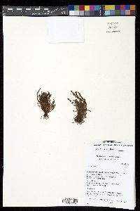 Moranopteris plicata image