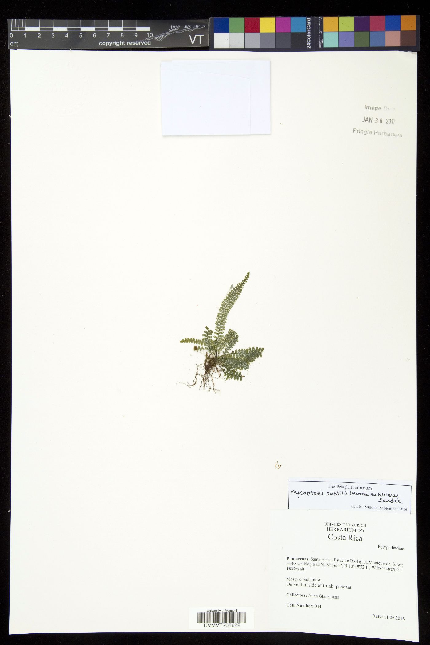 Mycopteris subtilis image