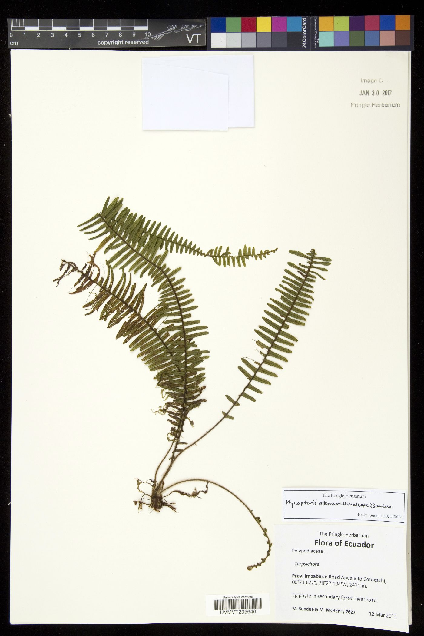 Mycopteris attenuatissima image