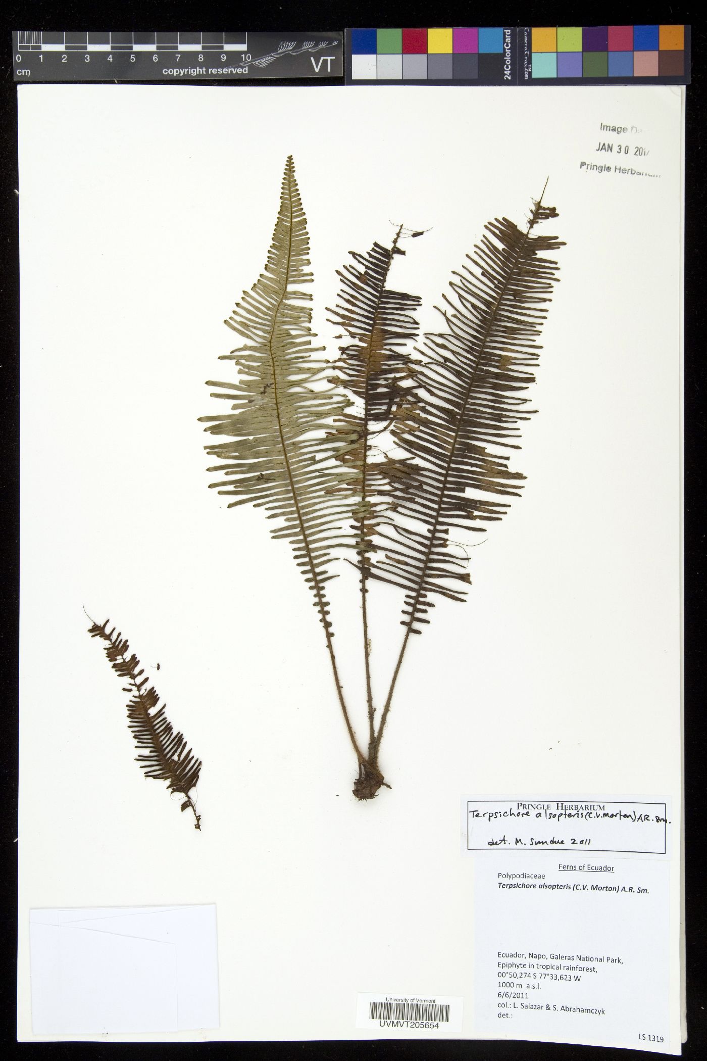 Mycopteris image