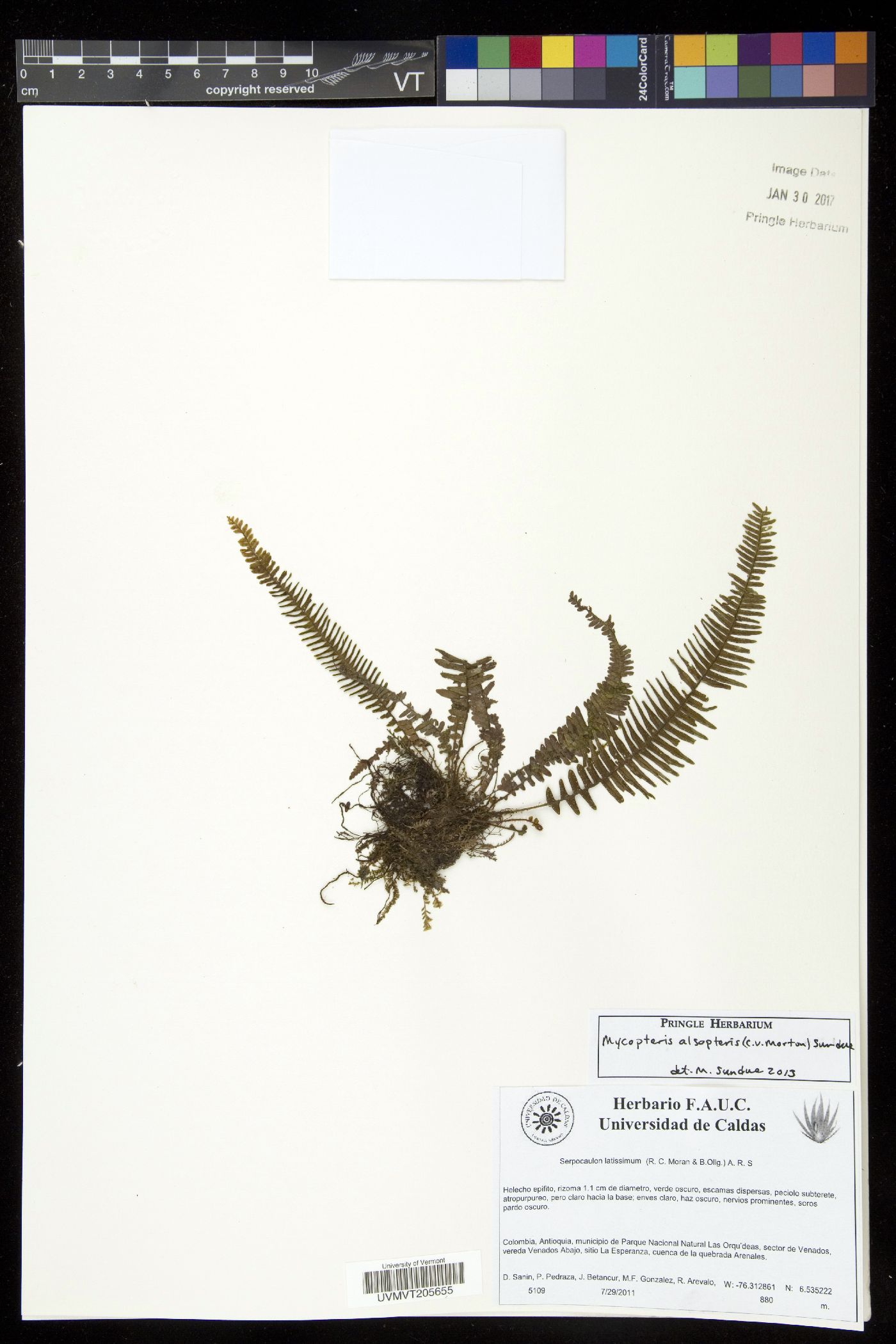 Mycopteris alsopteris image