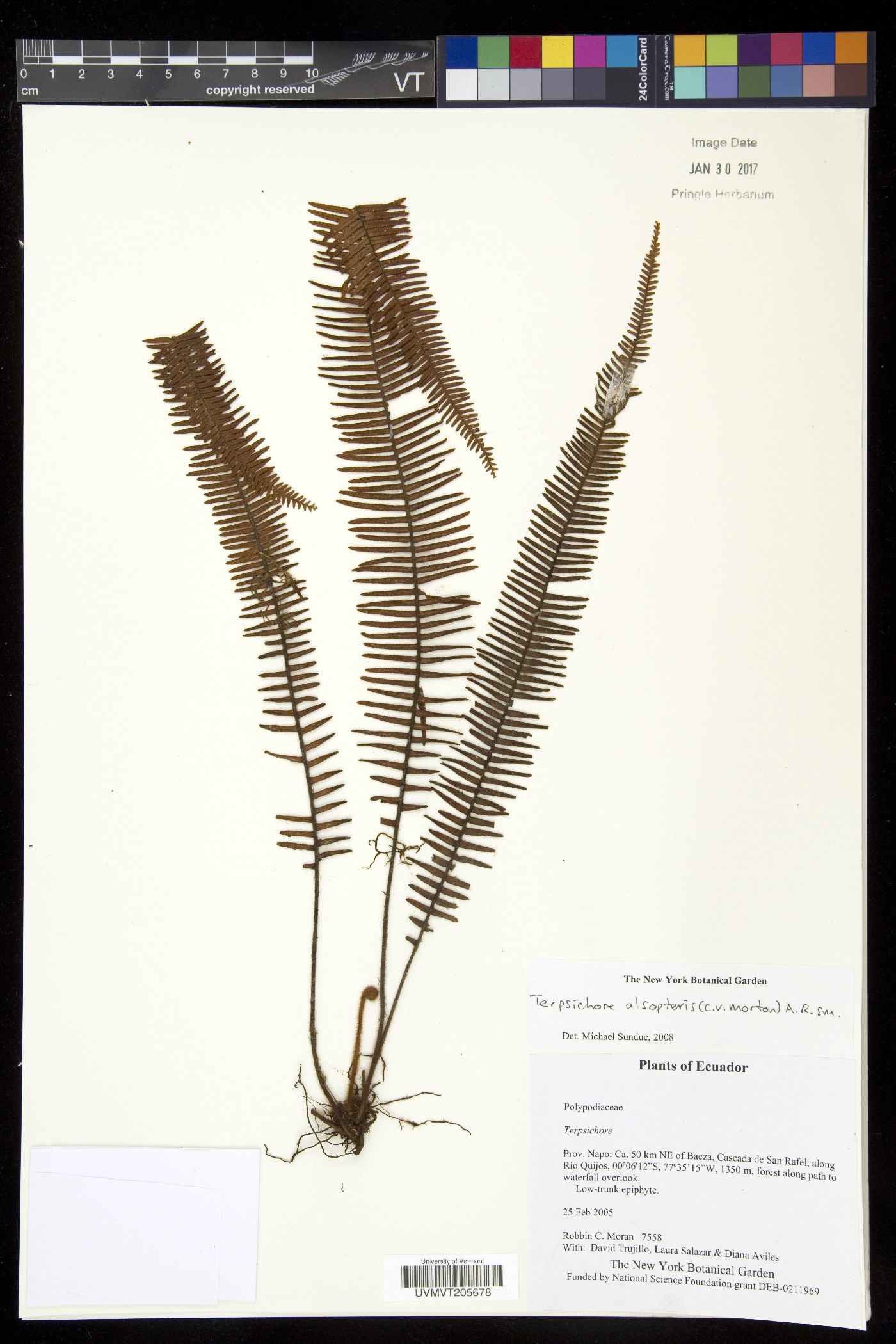 Mycopteris alsopteris image