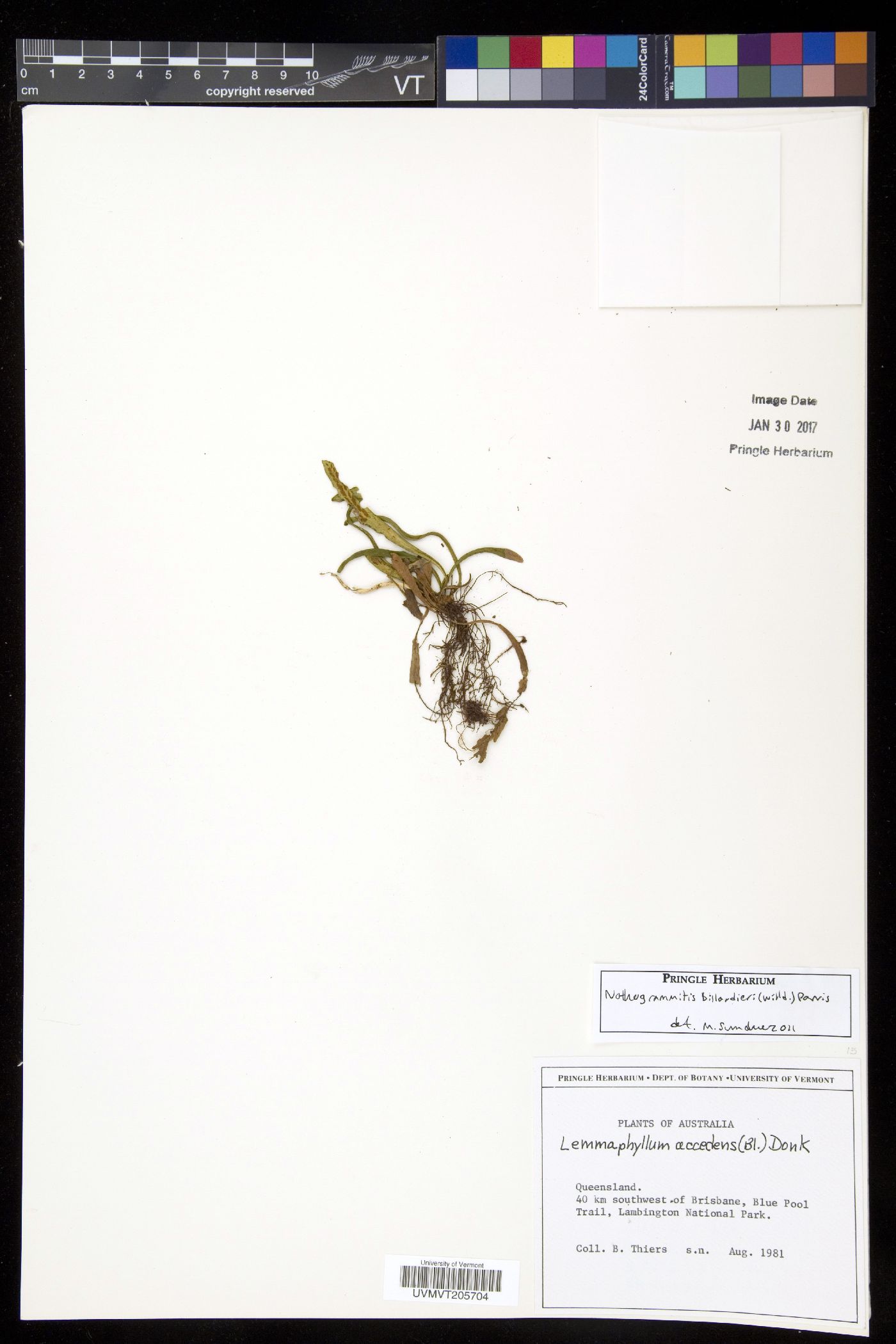 Notogrammitis billardierei image