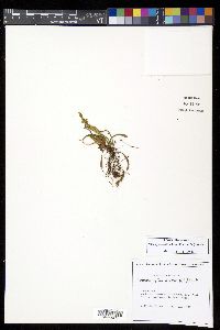 Notogrammitis billardierei image