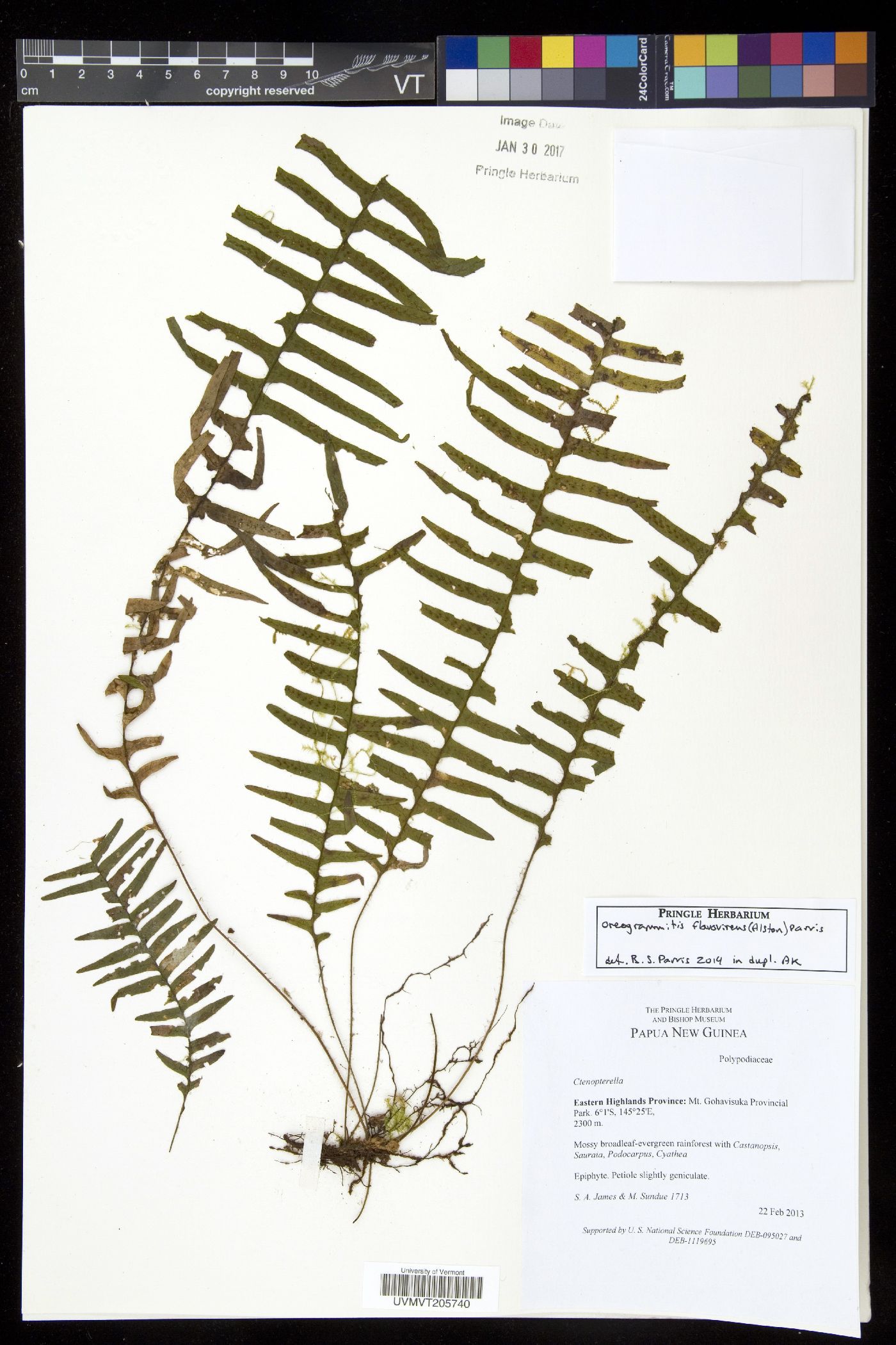 Oreogrammitis flavovirens image