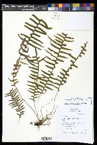 Oreogrammitis flavovirens image