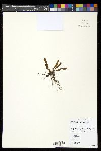 Oreogrammitis fenicis image
