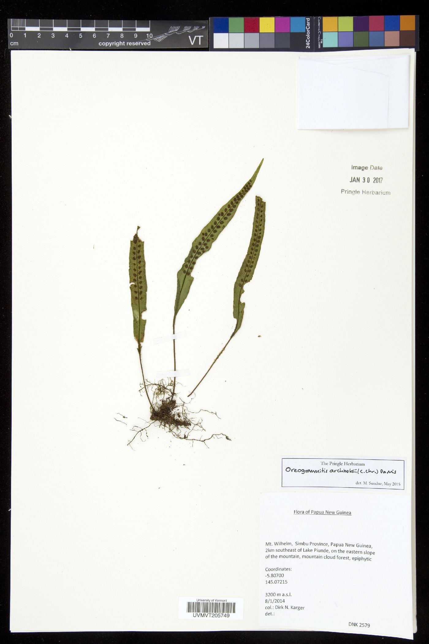 Oreogrammitis archboldii image