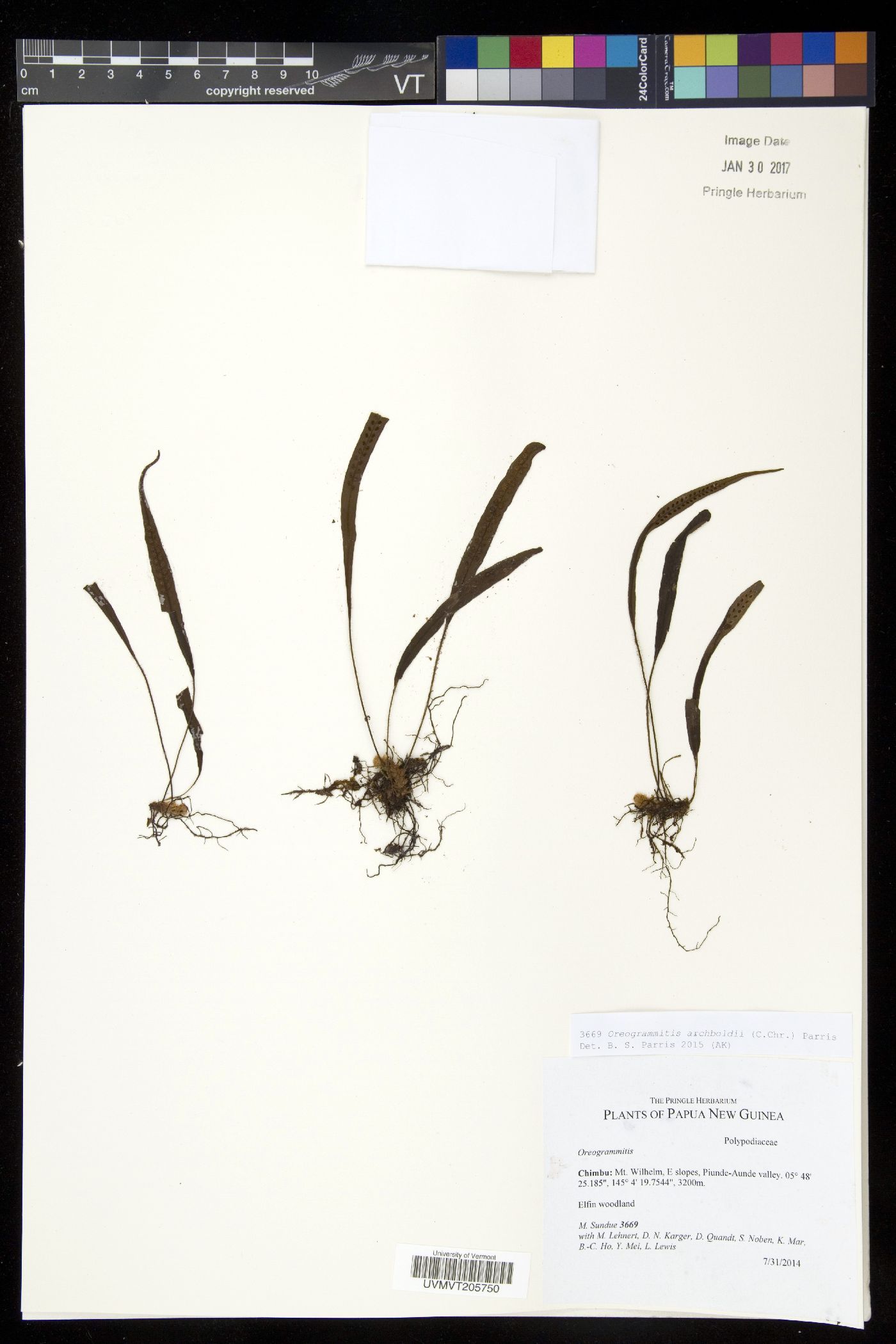 Oreogrammitis archboldii image