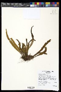 Oreogrammitis sumatrana image
