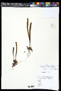 Oreogrammitis padangensis image