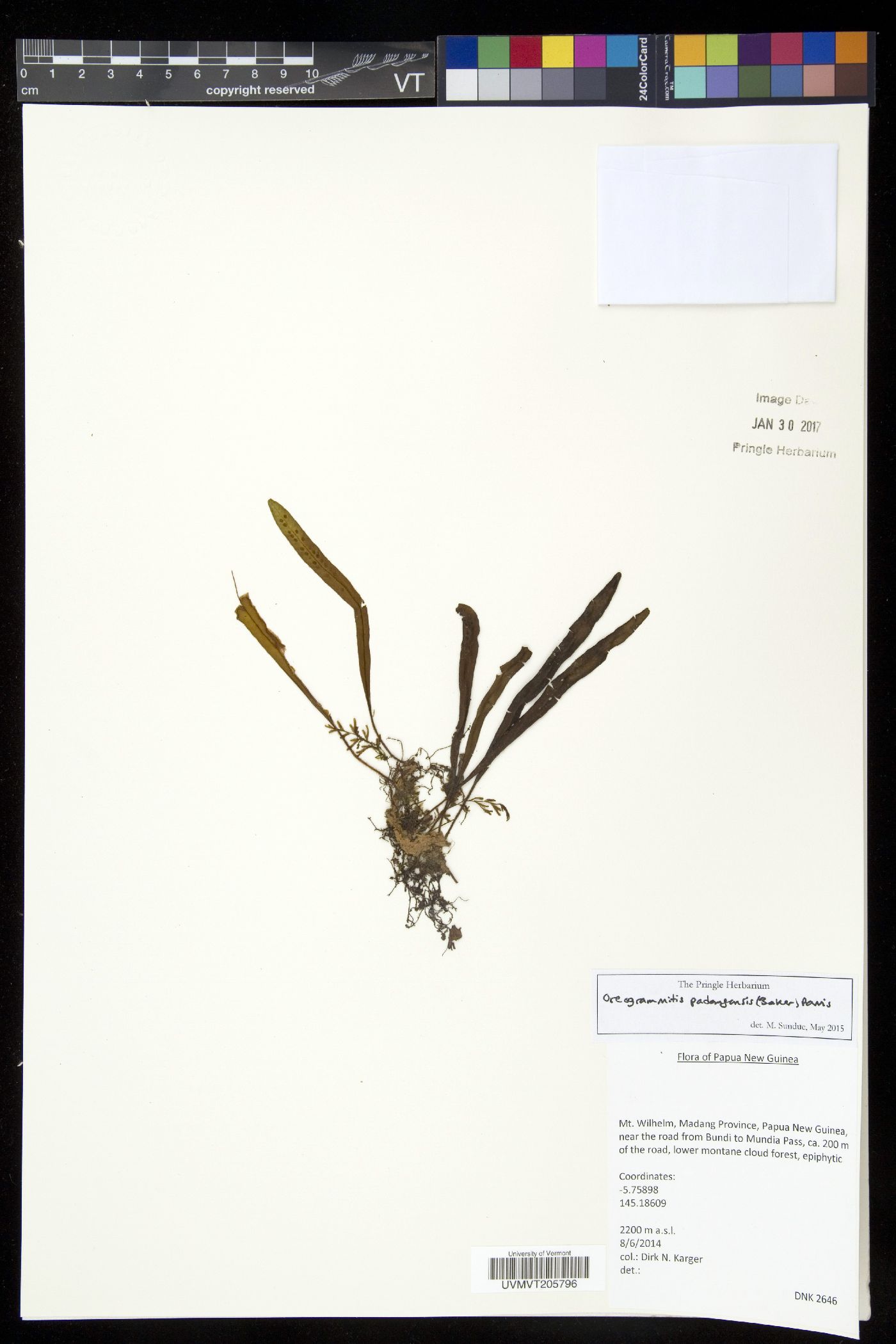 Oreogrammitis padangensis image