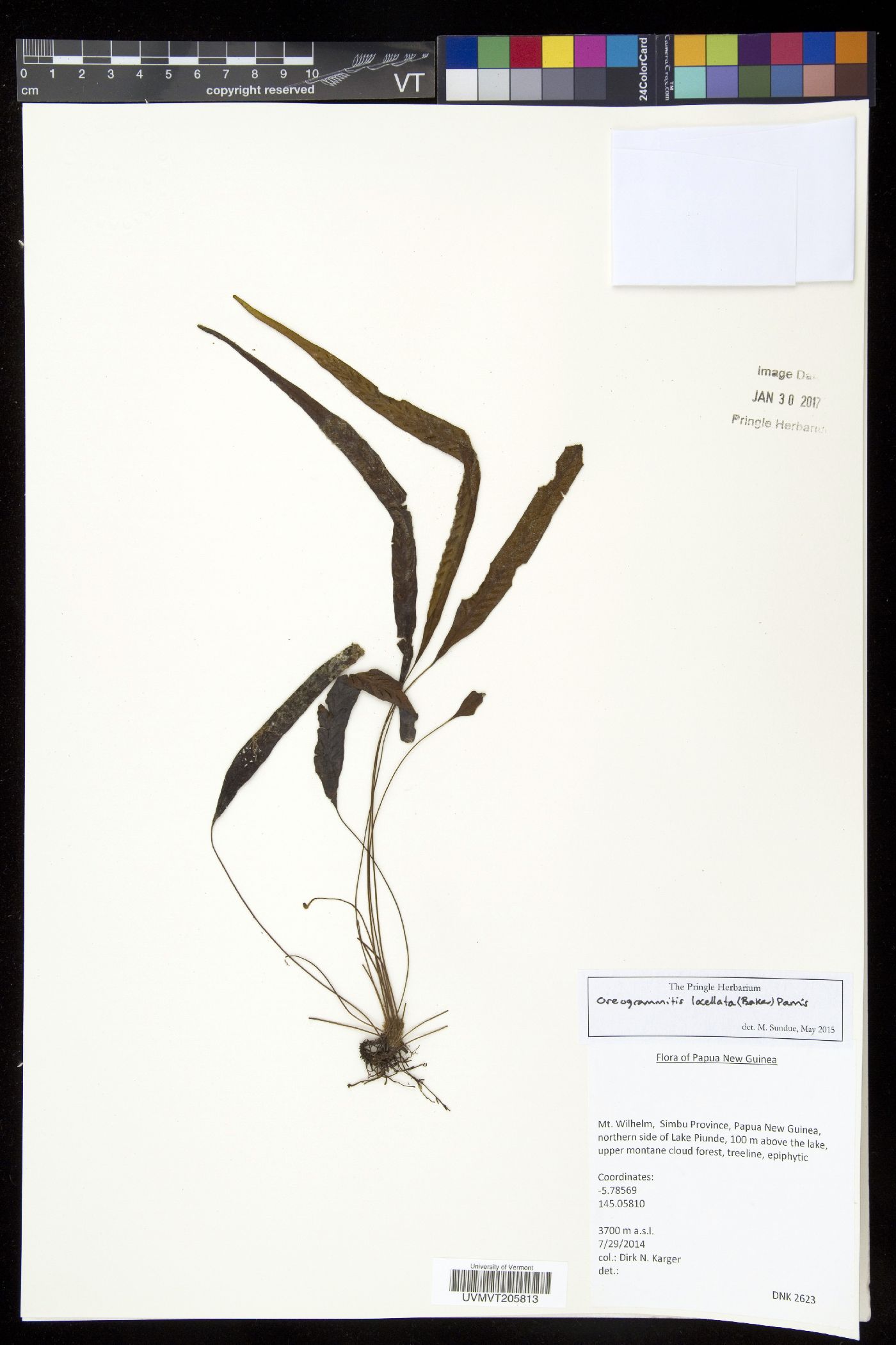 Oreogrammitis locellata image