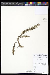 Prosaptia davalliacea image