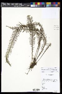 Prosaptia contigua image