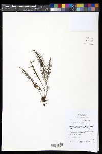 Prosaptia contigua image