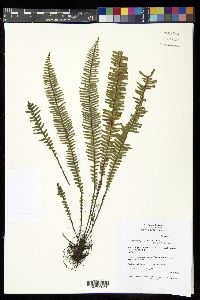 Prosaptia contigua image