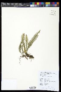 Prosaptia contigua image