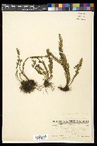 Prosaptia contigua image